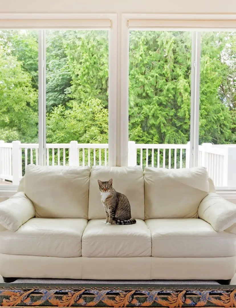 Cat Sitting On Sofa In Front Of Large Windows