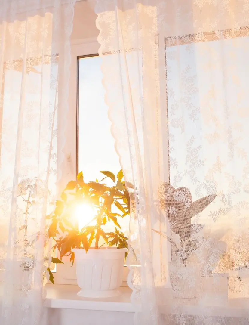 Sunlight Through Lace Curtains With Window Plants
