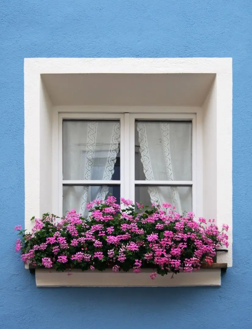 White Window With Pink Flowers On Blue Wall