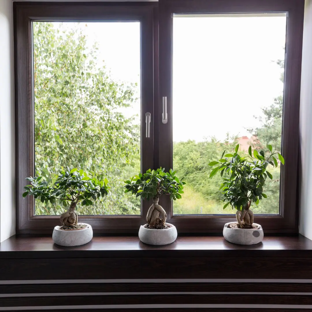Wood Frame Window With Potted Plants